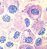 Ijda-fxksqiv8323857.jpg