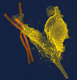 GTf8-fxksqiv8323871.jpg